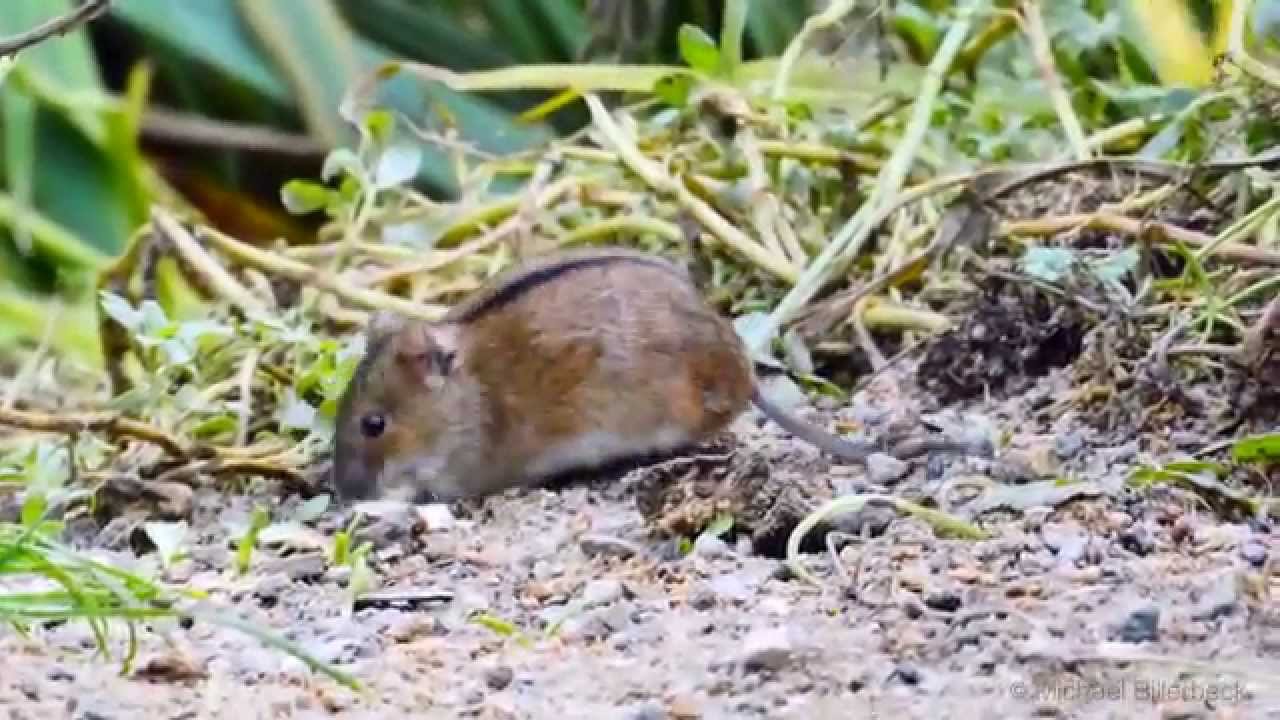 Apodemus agrarius, mulot rayé
