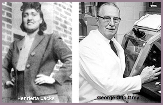 Henrietta Lacks et Dr George Otto Gey