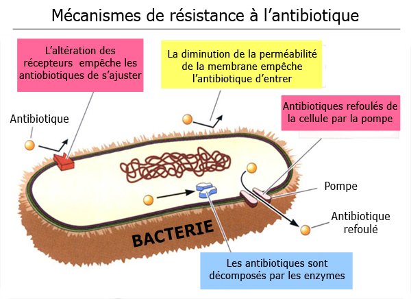 Mécanismes de résistance bactérienne expliqués simplement