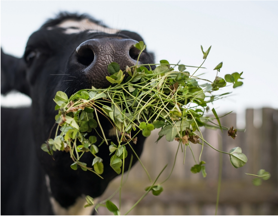 Vache mangeant du trèfle doux - la cause de l'épidémie mystérieuse